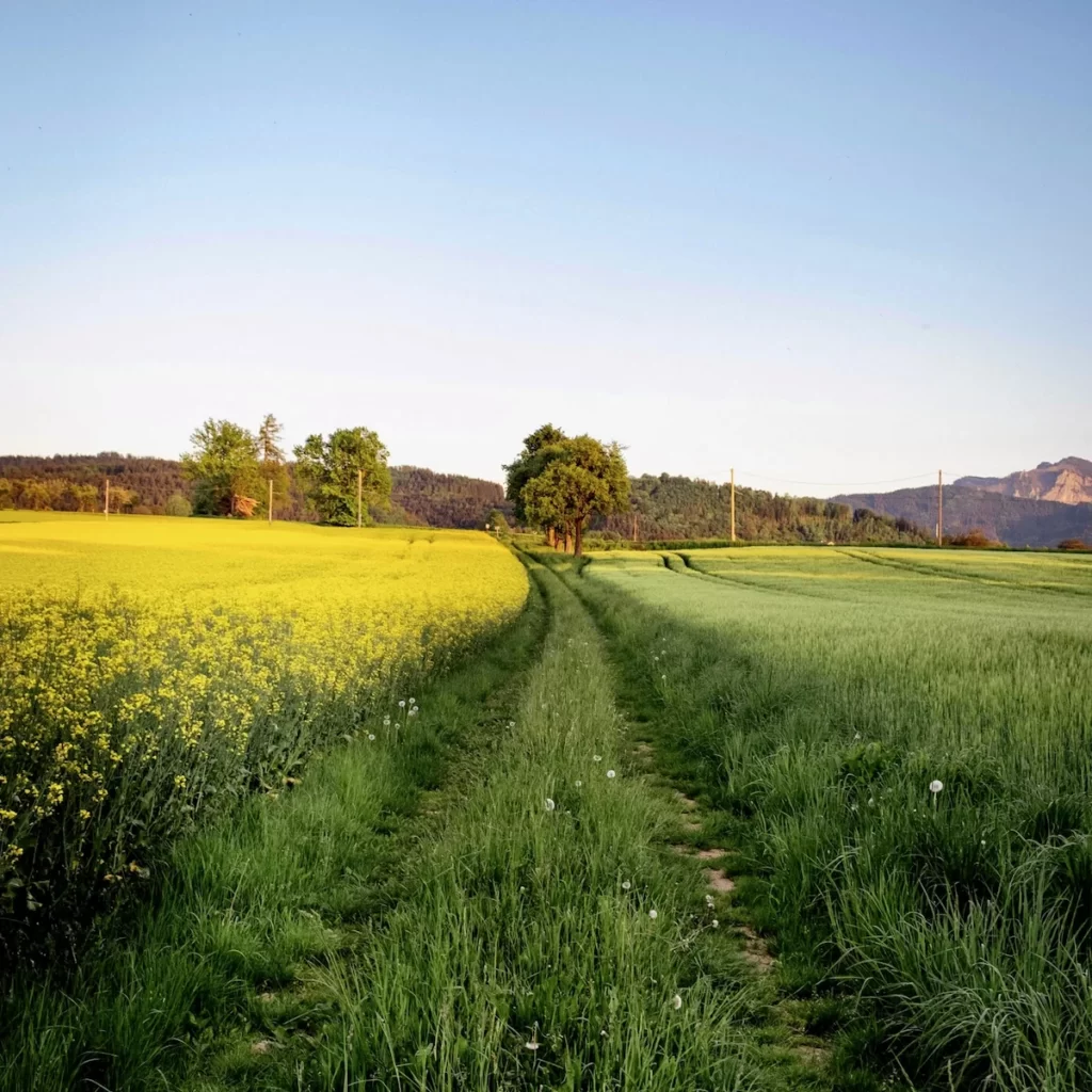 Weg in grüner Wiese